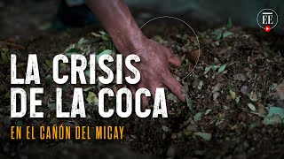 Crisis de la coca en el cañón del Micay: campesinos al borde del hambre | El Espectador
