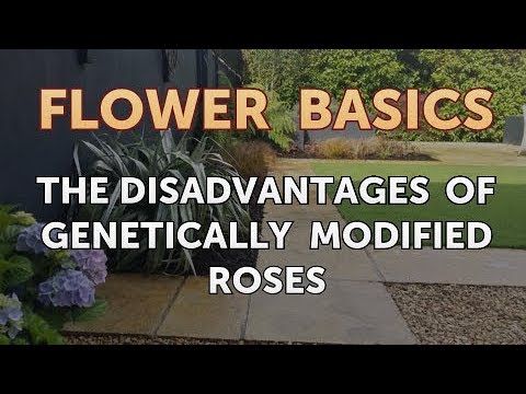 The Disadvantages of Genetically Modified Roses