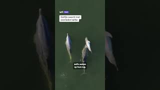 Thumbnail for Dolfijn zwemt met overleden kalfje