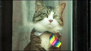 Assange's cat dons rainbow tie as UK judge refuses to halt legal action against WikiLeaks' founder