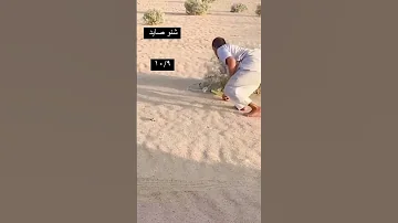 الطيور المهاجرة صيد طيور المقناص طلعات البر 