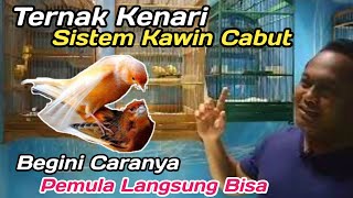 Cara Ternak KENARI Sistem Kawin Cabut