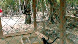 Baby Monkeys.AVI