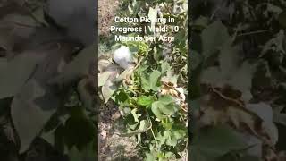 🌿 Cotton Harvest 2026 | 10 Maunds Per Acre Yield | Cotton Picking in Pakistan