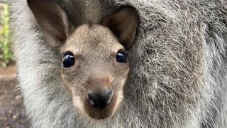 Baby Wallaby by All About Animals 1,167 views 8 years ago 50 seconds