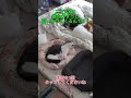 助けてください！