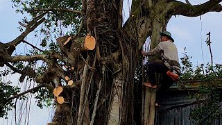 Cưa chặt cây Xanh siêu khổng lồ / Sawing down super giant Green trees | P3 | T 472