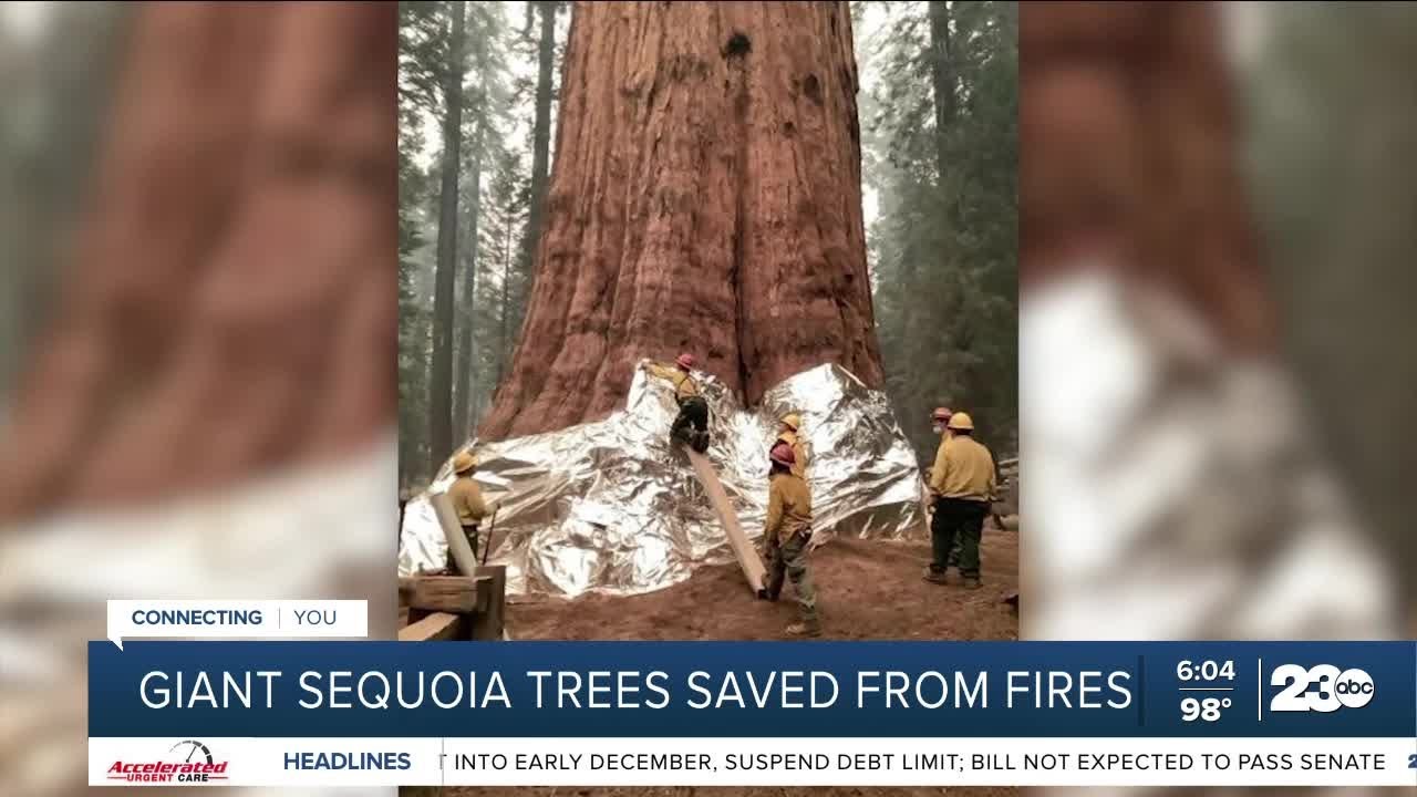 Can sequoia trees survive wildfires? YouTube