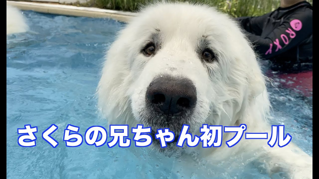さくらのお兄ちゃん げんきくん とわちゃんと プールに入る グレートピレニーズ
