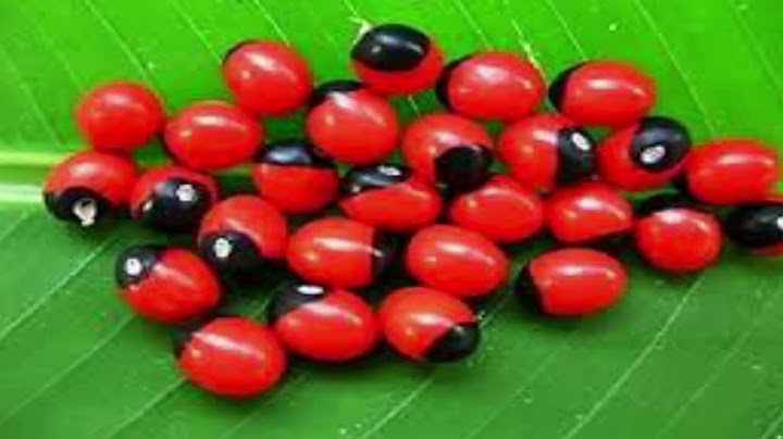 FAIDA ZA MTI WA ROSARY