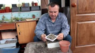 Пикировка, посадка и пересадка кактусов! Пикировка, посадка и пересадка кактусов!