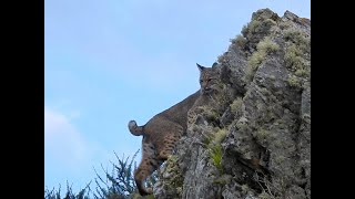 Tennessee Valley Bobcat