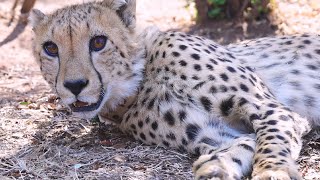 Have You Ever Seen A Cheetah Wearing Jewellery? | The Lion Whisperer