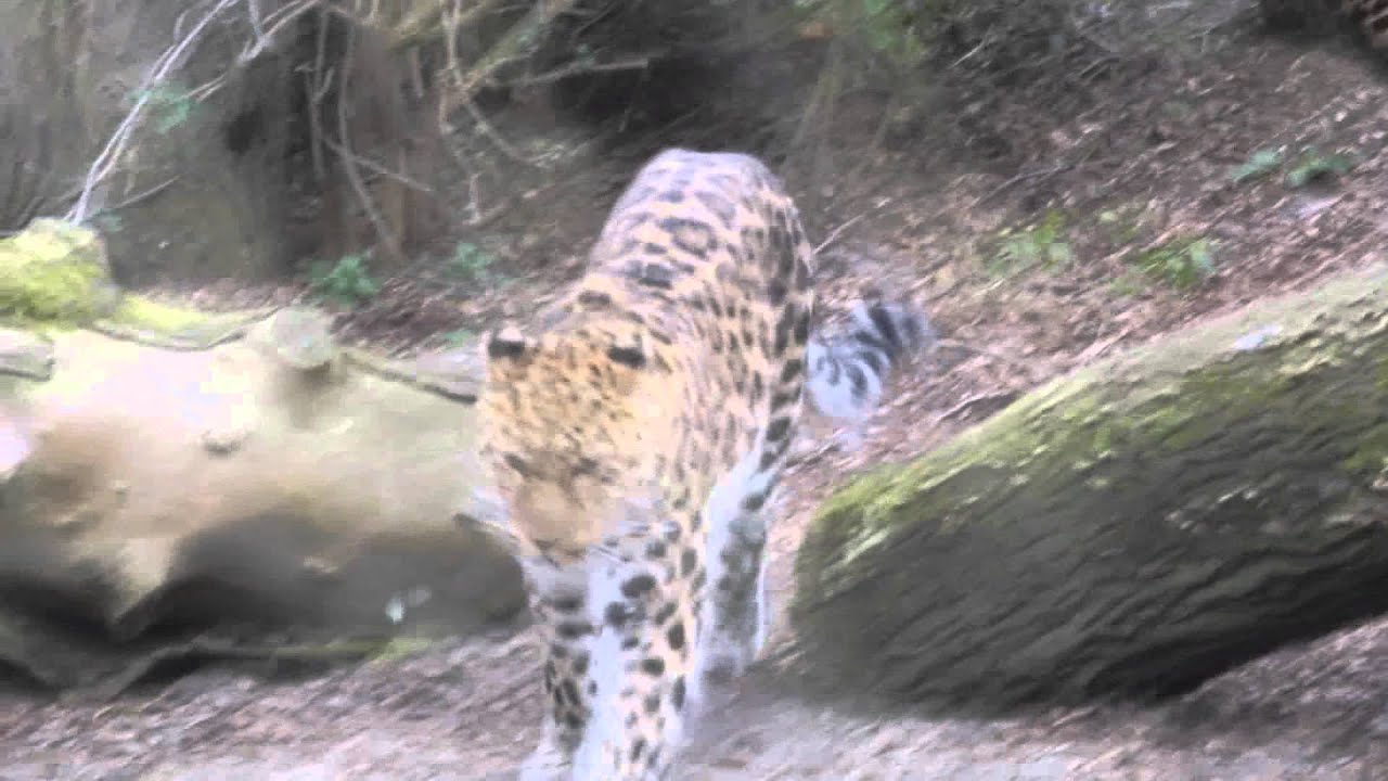 Marwell's Amur Leopards Mating - YouTube