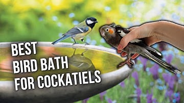 Best Bird Bath For Cockatiels — The Best For Your Feathered Friends