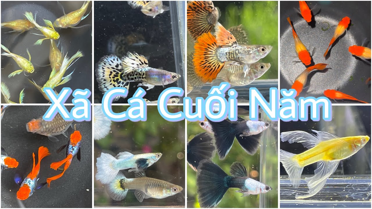 Xã Các Combo Cá Guppy Cuối Năm 