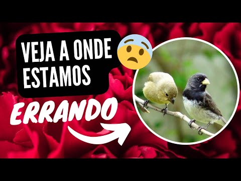 Vídeo: Devo travar?