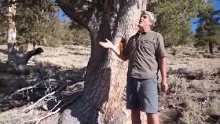 The Limber Pine / Pinus flexilis