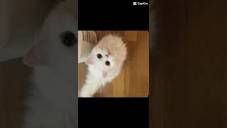 Don’t mind the kitty kat it is an fashionista aswell🫢🤭