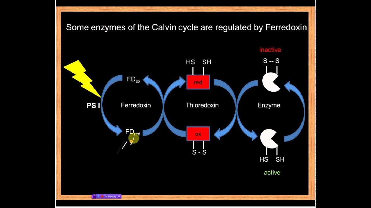 Regulation of Calvin cycle