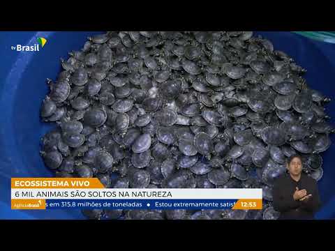 Mais de seis mil animais são soltos no Rio Araguaia