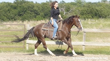 A Smarty Cat - riding in outdoor arena #1 - ValleyViewRanch.net