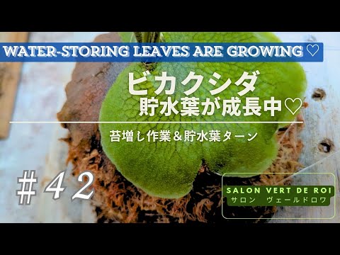 ビカクシダ ビフルカツム 貯水葉綺麗です。中株 板付け ビカクシダ ビフルカツム 貯水葉綺麗です。中株 板付け