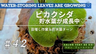 ビカクシダ】【ビフルカツム】貯水葉が成長中♡ No.042