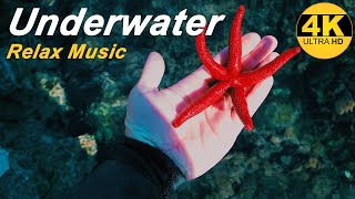 ??Amazing Underwater World/Relax Music?Video UHD 4K