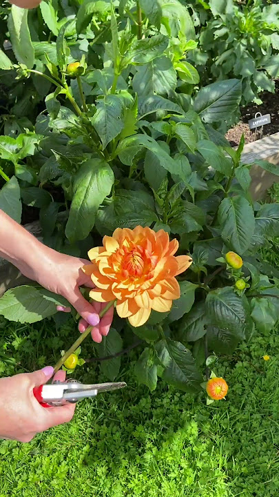 Picking Dahlias: The Perfect Flowers for Your Garden