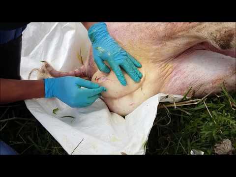 Castración de cerdo adulto (Verraco). Castration of adult pig. Castração de porco adulto.