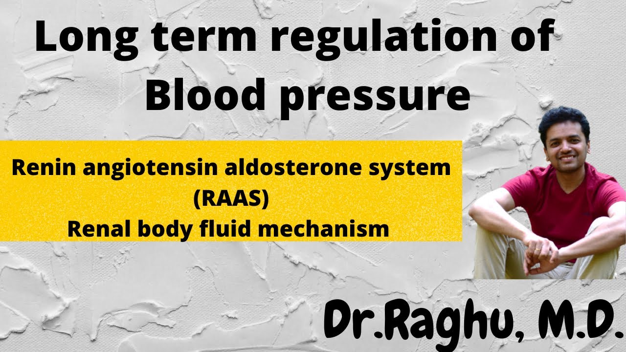 Long term regulation of blood pressure | Renin angiotensin aldosterone system