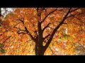 【癒し・ヒーリングBGM】聴くだけでイライラが解消される。幻想的な癒しのヒーリング曲集(１時間)