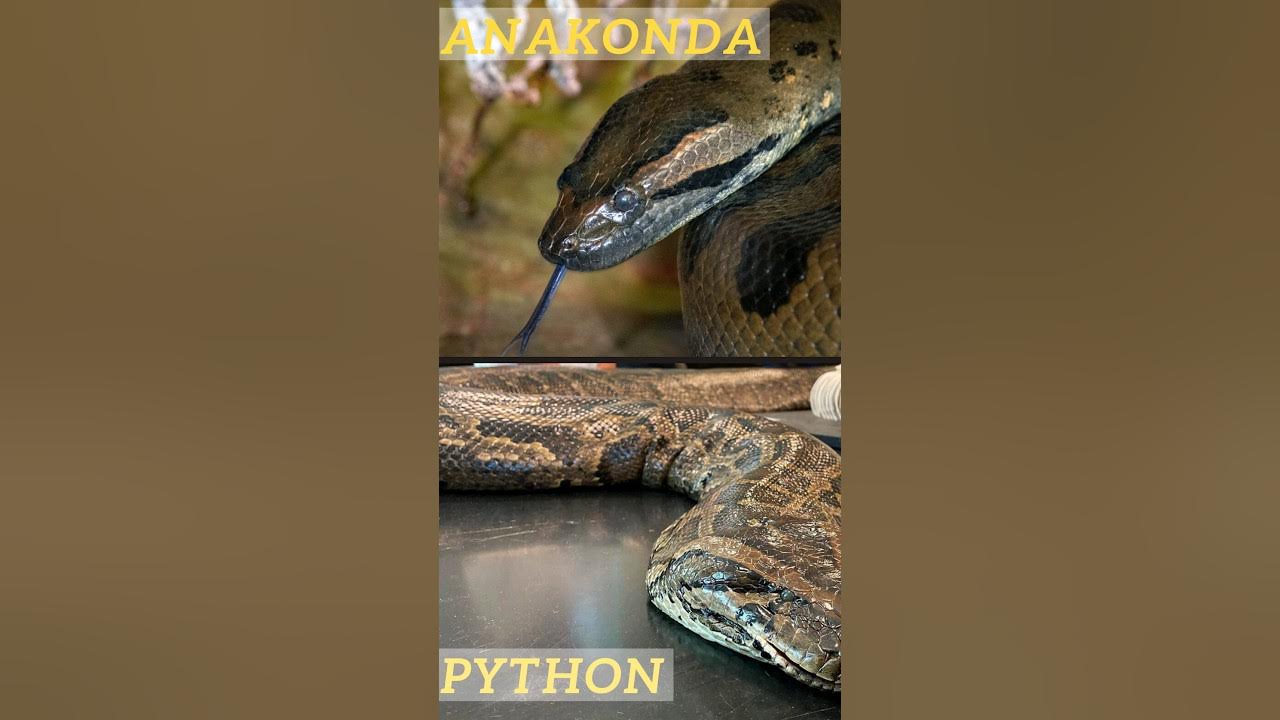 🐍 Anaconda VS Python: Epic Battle #viral #snakes - YouTube
