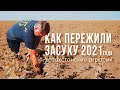 Как пережили засуху 2021 года казахстанские аграрии