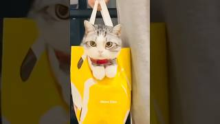 Download Lagu Little Cute cats wooww😍✨#cat #catshorts MP3