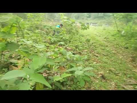 ah trai chồng lên đồi dào mà lại đi phát đồi chặt cây