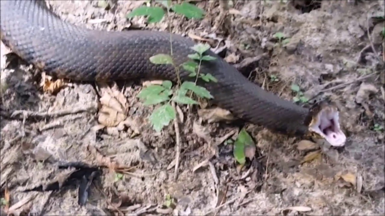 riverdale Cottonmouth Defensive Displays