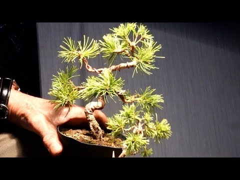 Planting large and small Japanese white pines together Part