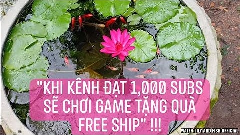 NGÀY THỨ 17 THẢ CÁ VÀNG BA ĐUÔI, NƯỚC TRONG QUA 1 THÁNG CHUẨN BỊ CHO HỒ XI MĂNG TRỒNG HOA SÚNG