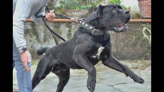 Cane Corso Yasaklı mı ? Katil mi ?