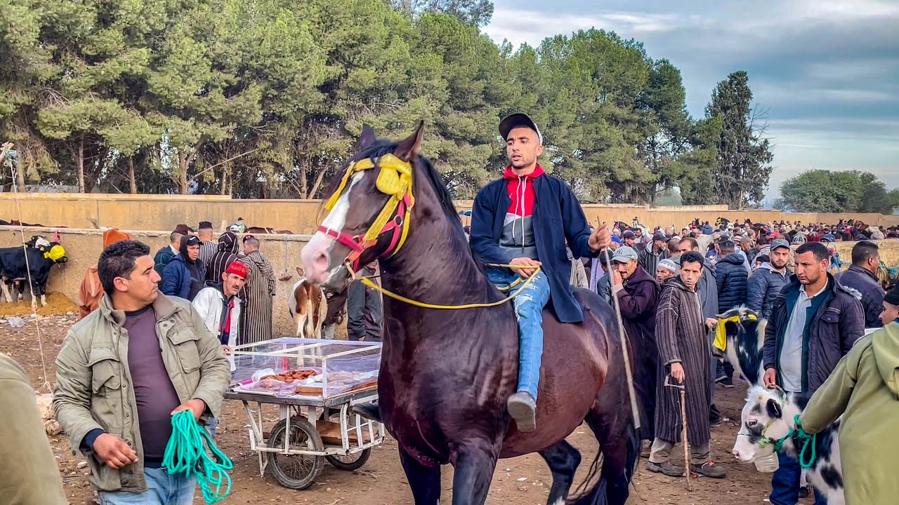 ايوب المعازيز جاب عود ديال المقدمين عطاوه 6 ملايين دارو بيه شناقة طلع ليه دم خرجو من السوق الخميسات