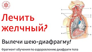 Лечить желчный? Вылечи шею-диафрагму! Фрагмент обучения по оздоровлению диафрагмы.