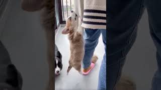 Fur-real Funny 😹😹 Funny Cat Videos #shorts