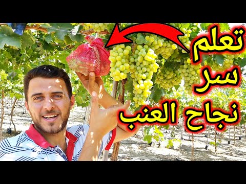 فيديو: كيفية رقيق العنب في حديقة المنزل