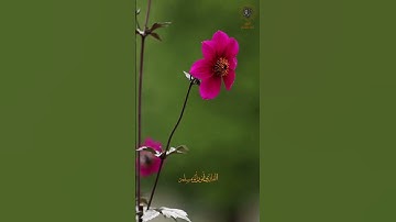 #القارئ_أنور_أبو_مسلم #القرآن_الكريم  #سورة_يوسف