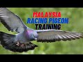 Malaysian homing pigeon training all collections