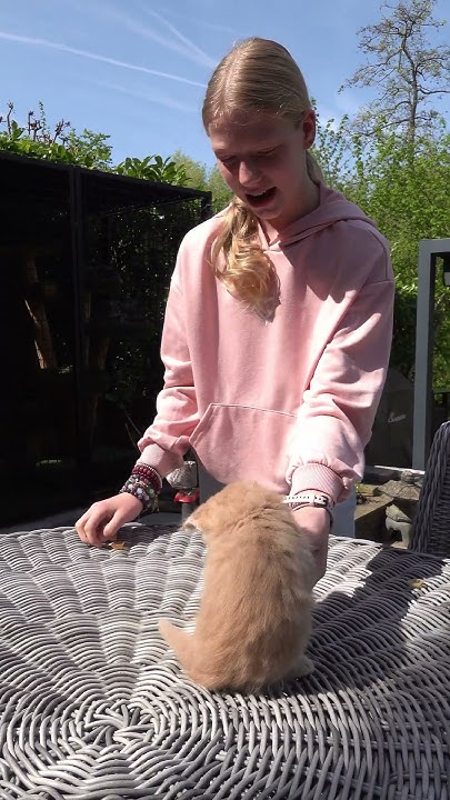 Kitten EDDY nu 6 weken OUD en al meer dan 1 KG aan gewicht Hij GROEIT