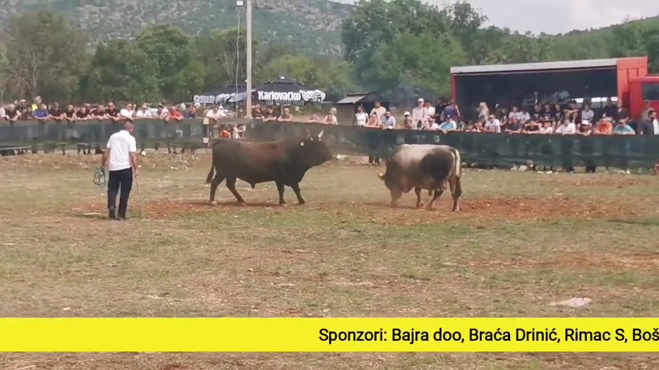 Uživo prvi Dicmo kod Zebe