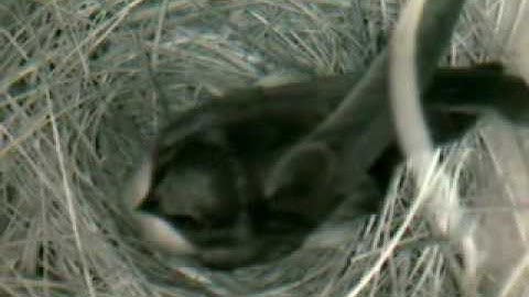 MNSA Tree Swallow-Cam: weaving and packing 5/1/09